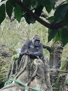 恩賜上野動物園に投稿された画像（2025/12/26）