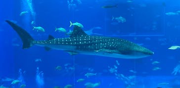 沖縄美ら海水族館に投稿された画像（2025/12/26）