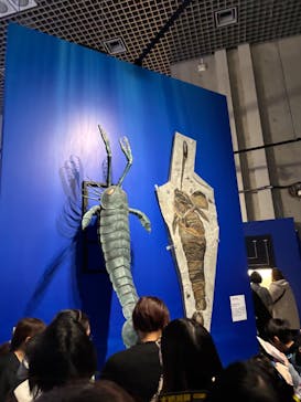 特別展「大絶滅展―生命史のビッグファイブ」に投稿された画像（2025/12/26）