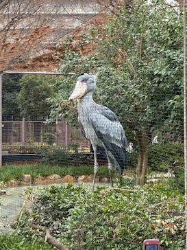 恩賜上野動物園に投稿された画像（2025/12/26）