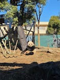 恩賜上野動物園に投稿された画像（2025/12/26）