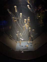 九十九島水族館海きららに投稿された画像（2025/12/26）