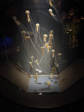 九十九島水族館海きららに投稿された画像（2025/12/26）