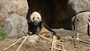 恩賜上野動物園に投稿された画像（2025/12/26）