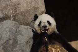 恩賜上野動物園に投稿された画像（2025/12/26）