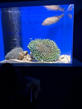 シン・マリホ水族館に投稿された画像（2025/12/26）