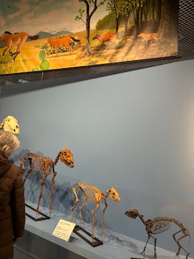 特別展「大絶滅展―生命史のビッグファイブ」に投稿された画像（2025/12/26）