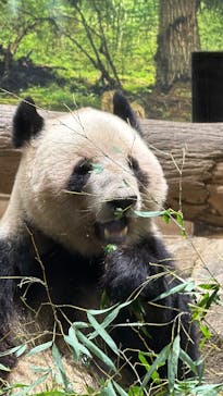 恩賜上野動物園に投稿された画像（2025/12/26）