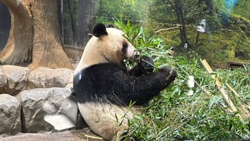 恩賜上野動物園に投稿された画像（2025/12/26）