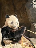 恩賜上野動物園に投稿された画像（2025/12/26）