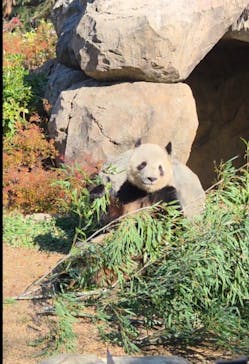 恩賜上野動物園に投稿された画像（2025/12/26）
