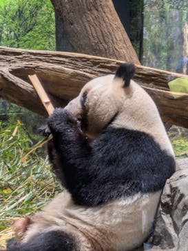 恩賜上野動物園に投稿された画像（2025/12/26）