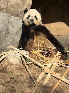 恩賜上野動物園に投稿された画像（2025/12/26）