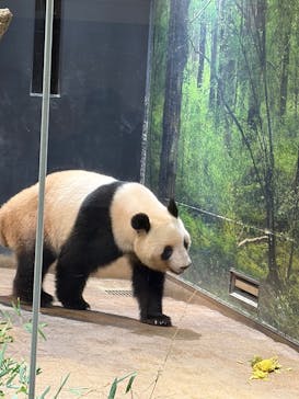 恩賜上野動物園に投稿された画像（2025/12/26）