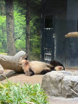 恩賜上野動物園に投稿された画像（2025/12/26）