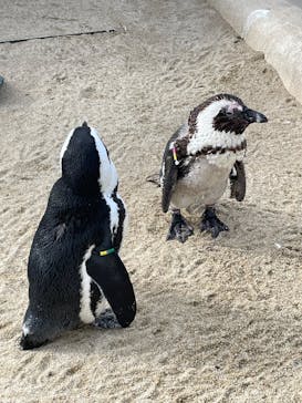 マリンワールド海の中道に投稿された画像（2025/12/26）