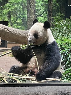 恩賜上野動物園に投稿された画像（2025/12/26）