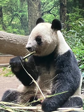 恩賜上野動物園に投稿された画像（2025/12/26）