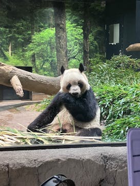 恩賜上野動物園に投稿された画像（2025/12/26）