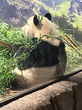 恩賜上野動物園に投稿された画像（2025/12/26）