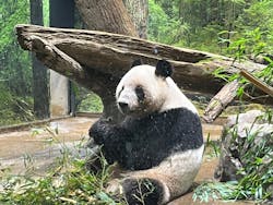 恩賜上野動物園に投稿された画像（2025/12/26）