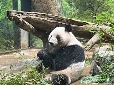 恩賜上野動物園に投稿された画像（2025/12/26）