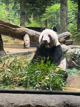 恩賜上野動物園に投稿された画像（2025/12/26）