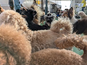 つくばわんわんランドに投稿された画像（2025/12/26）