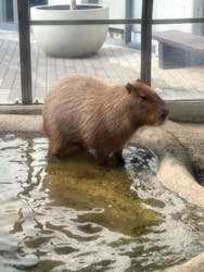 世界淡水魚園水族館　アクア・トトぎふに投稿された画像（2025/12/26）