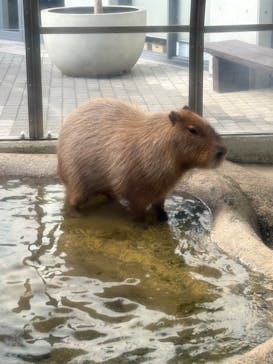 世界淡水魚園水族館　アクア・トトぎふに投稿された画像（2025/12/26）