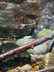 世界淡水魚園水族館　アクア・トトぎふに投稿された画像（2025/12/26）