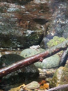 世界淡水魚園水族館　アクア・トトぎふに投稿された画像（2025/12/26）
