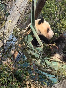 恩賜上野動物園に投稿された画像（2025/12/26）