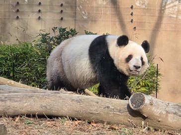 恩賜上野動物園に投稿された画像（2025/12/26）
