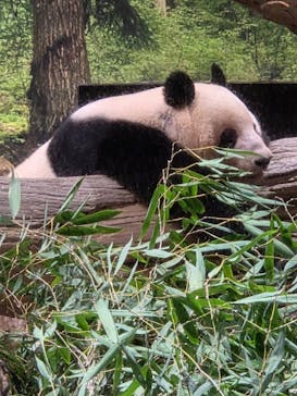 恩賜上野動物園に投稿された画像（2025/12/26）