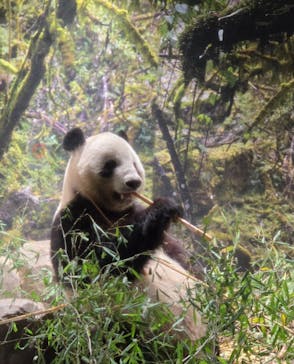 恩賜上野動物園に投稿された画像（2025/12/26）