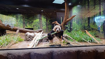 恩賜上野動物園に投稿された画像（2025/12/26）