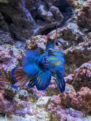 横浜開運水族館 フォーチュンアクアリウムに投稿された画像（2025/12/26）