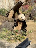 恩賜上野動物園に投稿された画像（2025/12/26）
