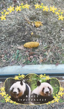 恩賜上野動物園に投稿された画像（2025/12/26）