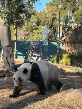恩賜上野動物園に投稿された画像（2025/12/26）
