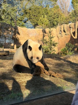恩賜上野動物園に投稿された画像（2025/12/26）