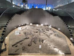 福井県立恐竜博物館に投稿された画像（2025/12/26）