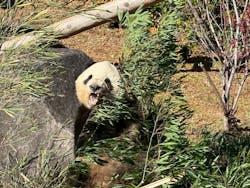恩賜上野動物園に投稿された画像（2025/12/26）