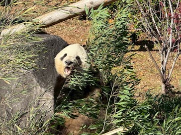 恩賜上野動物園に投稿された画像（2025/12/26）