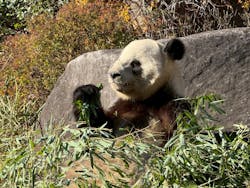 恩賜上野動物園に投稿された画像（2025/12/26）