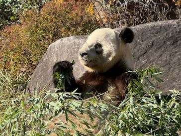 恩賜上野動物園に投稿された画像（2025/12/26）