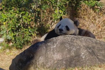 恩賜上野動物園に投稿された画像（2025/12/26）