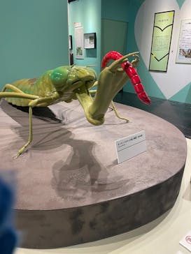 特別展「昆虫MANIAC」（名古屋会場）に投稿された画像（2025/12/26）
