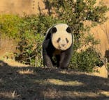 恩賜上野動物園に投稿された画像（2025/12/26）